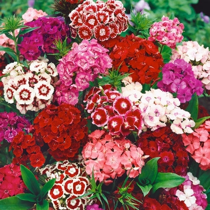 Picture of Sweet William - Floriade Mixed
